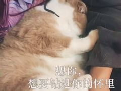 -瑞鹏宠物医院·骨科·猫科·内科(第一中心)