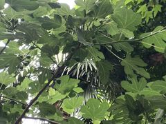 -璐坊粽王(复兴中路店)