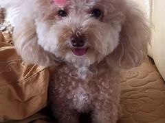 -爱侣宠医·鹦鹉专科·小型哺乳类·异宠专科(灵石路店)