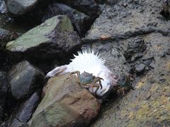 -马奴干岛