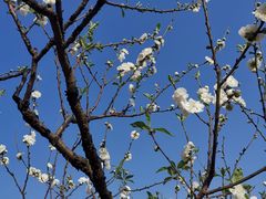 -南国桃园旅游度假区