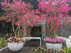 -深圳仙湖植物园
