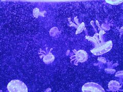 -成都浩海立方海洋公园