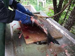 水库胖头鱼-姥家大锅台水库渔家