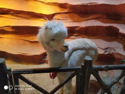 -酷嗒动物文化乐园(cutezoo西溪乐天城店)