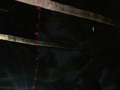 -东郊椰林