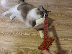 -白兔子密室(长寿路店)