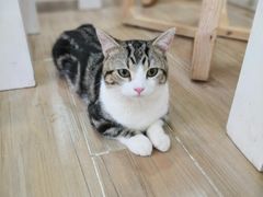 -李小姐の猫咖啡馆(五角场店)