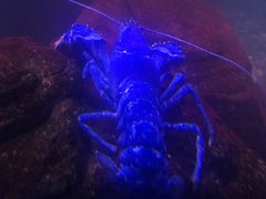 -瑞普利水族馆