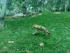 -北京野生动物园