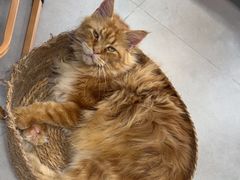 -Heymao猫咖.咖啡厅(东门店)