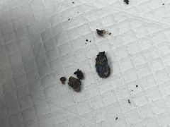 -美联众合动物医院(·中兽医·疑难杂症·严家桥分院)