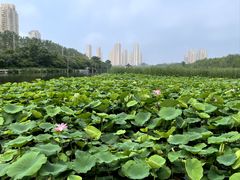 -前关湿地公园