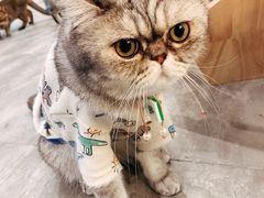 -楼上猫咖(罗湖店)