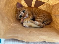 -东日国际动物医院·CT·心脏专科(桃源分院)