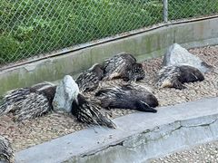 -西霞口神雕山野生动物世界