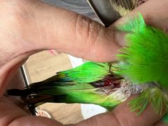 -爱侣宠医·鹦鹉专科·小型哺乳类·异宠专科(灵石路店)