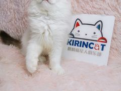 -十年猫舍·猫咪专门店(普陀店)