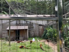-深圳野生动物园