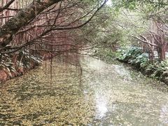 -大湾区中央湿地公园