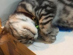 -李小姐の猫咖啡馆(五角场店)