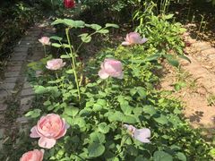 -小仙居·农家宴烤羊· 农庄
