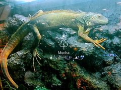 蜥蜴-凯德广场(学府店)