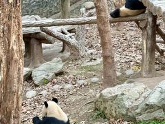 -都江堰中华大熊猫苑