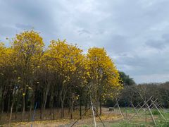 -天适樱花悠乐园