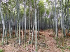 -冶父山国家森林公园