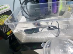 -酷以爬仙阁实体爬宠店·守宫·蜥蜴·专业繁育