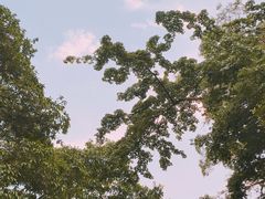 -火炉山森林公园