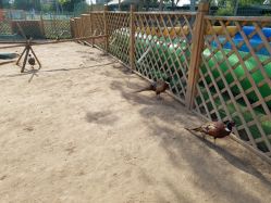 -萌宠亲子动物乐园(槐房万达店)