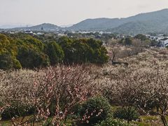 -香雪海