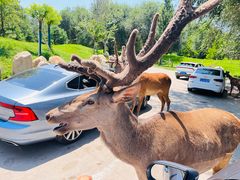 -北京野生动物园