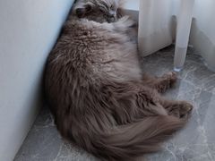 -伟伟宠物医院·瑞派猫友好医院·猫科(光谷店)