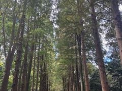 -上海滨江森林公园