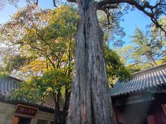 -青岛崂山太清宫