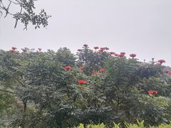 -火炉山森林公园