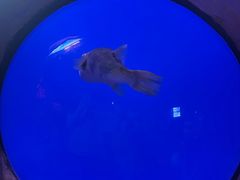 -芜湖新华联大白鲸海洋公园