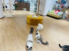 -1013 PET SHOP精品宠物商店(丁香店)