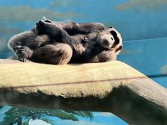 -石家庄市动物园