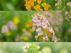 -中国天府农业博览园