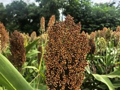 -三圣花乡旅游区