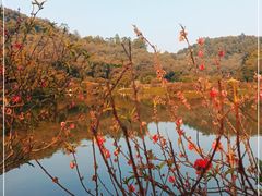 -南国桃园旅游度假区