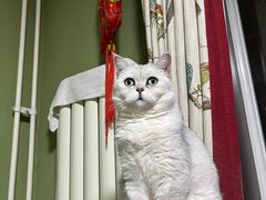 -美联众合动物医院·24h京西诊疗中心