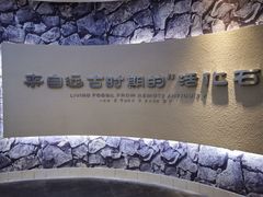 -中国扬子鳄村