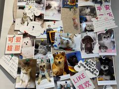 -伟伟宠物医院·CT影像中心·瑞派犬猫综合性门诊(汉口总院)
