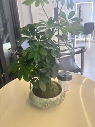 -魔型社烫染店