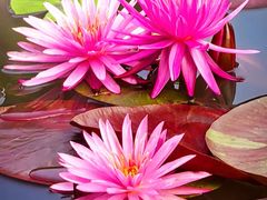 -国家植物园南园